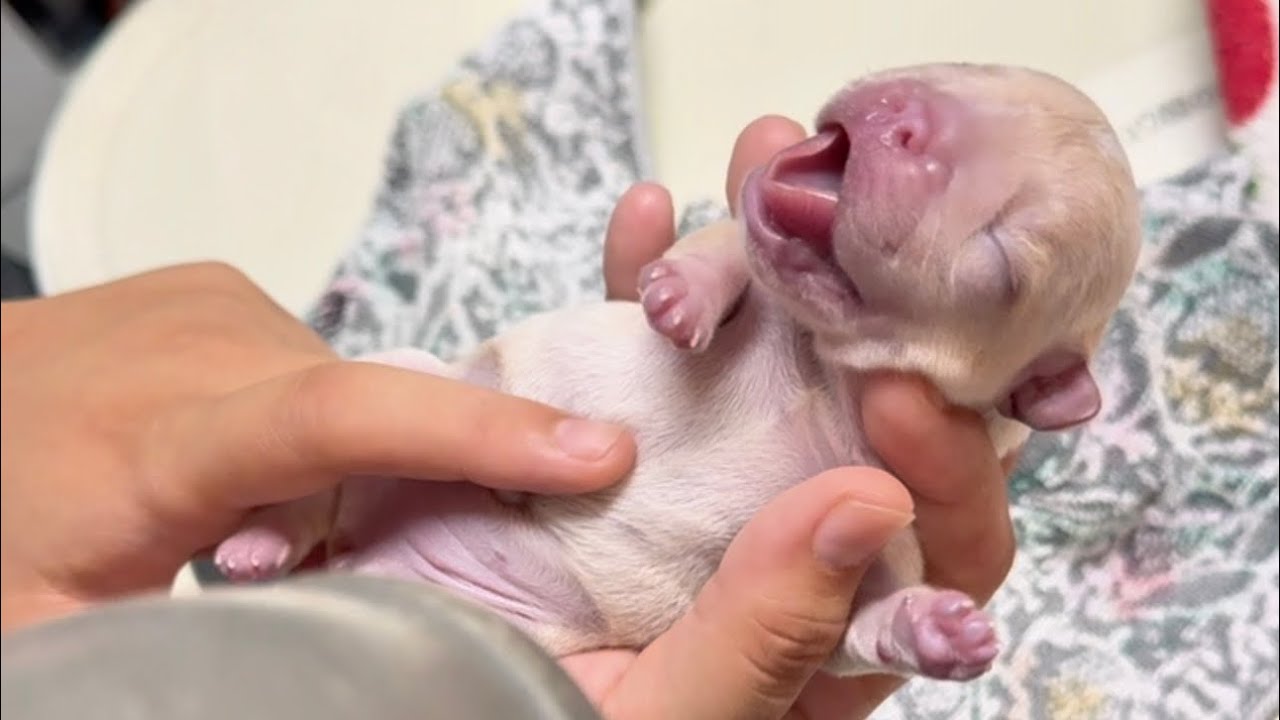 【緊急】フレンチブルドッグの赤ちゃんが産まれました【報告】