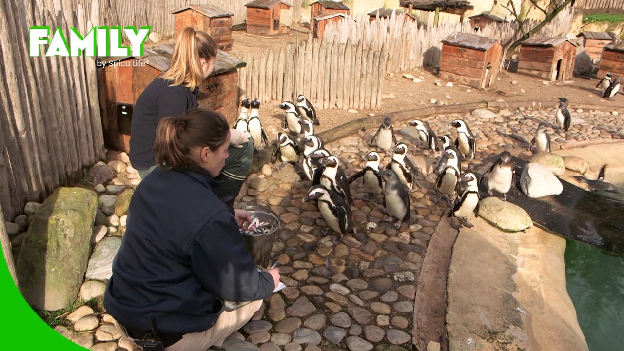 Soigneuse en parc animalier : un métier de cœur