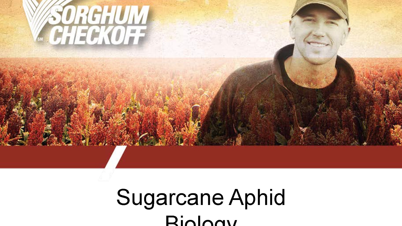 Sugarcane Aphid Management 1 - Biology