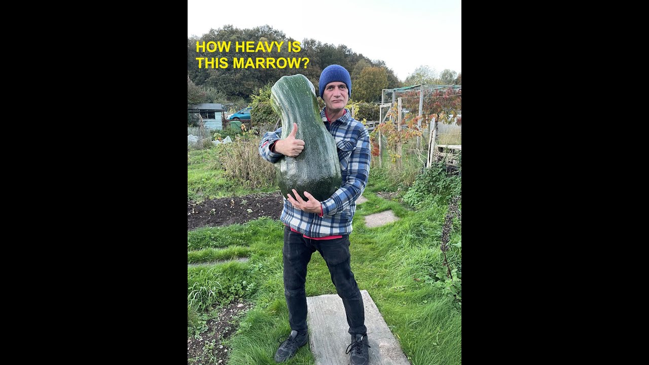 This Giant Marrow Was Heavy 
