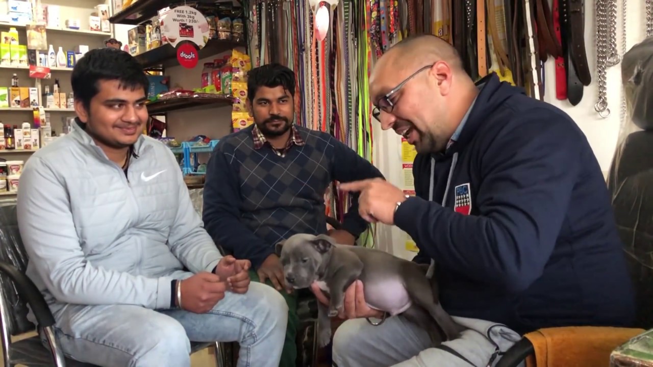 American Bully Dogs | Puppy is Safe Family | Kid&rsquo;s | Senior People - Bhola Shola | Harwinder Singh