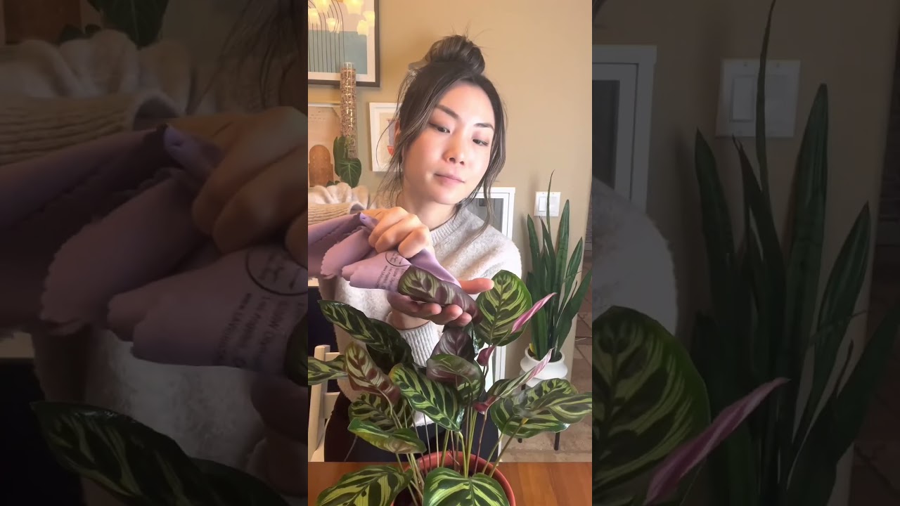 Get Ready With Me: Calathea Edition #shorts #houseplants #plantcare #indoorplants #calathea #grwm
