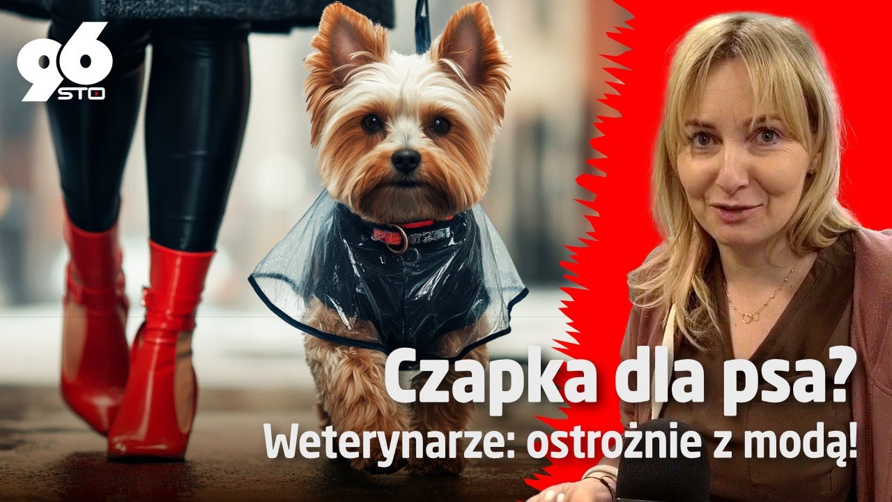 PIES W KURTCE. Czy ubieranie psa na spacer to fanaberia?