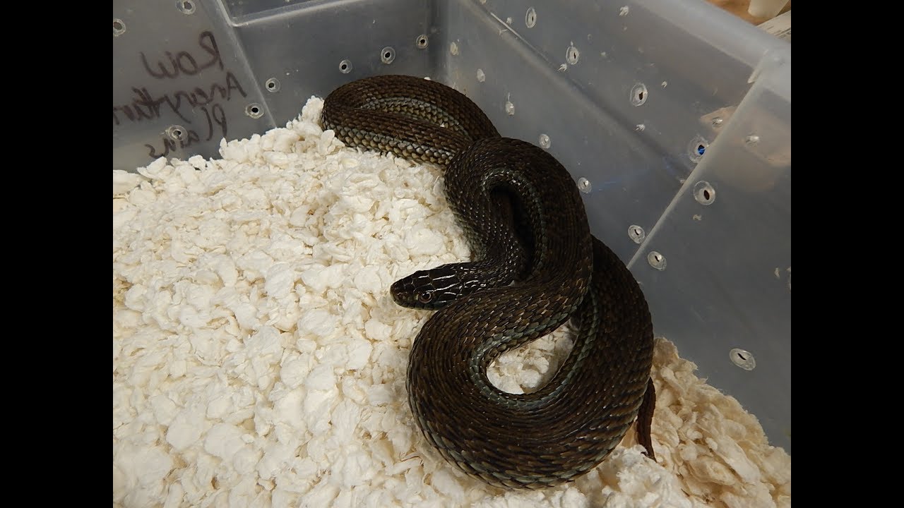 Scott Felzer's Garter Snakes - Episode 6; Central American Garter Snakes, www.albinogartersnake.com