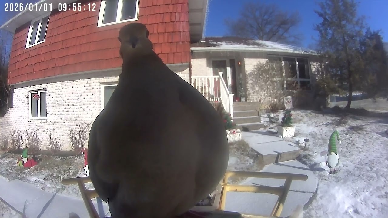 Daily Birdwatching - Netvue Birdfy Birdfeeder Cam - January 1, 2026