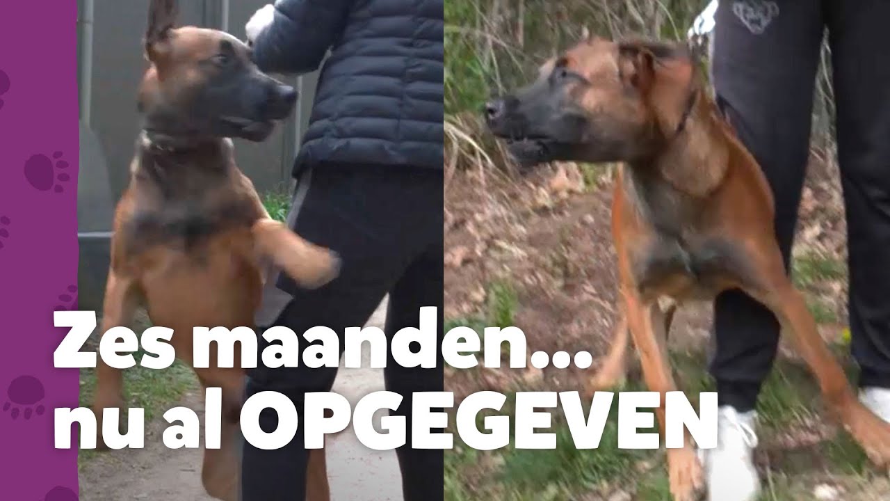 Dan wordt zelfs Ron emotioneel... - Ron's Honden Spreekuur