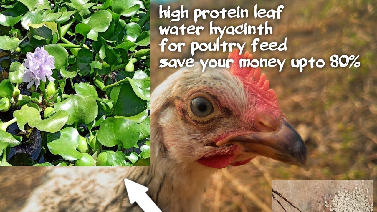 Make poultry feed at home with high protein water hyacinth leaf   #poultryfeed #freerangechickens