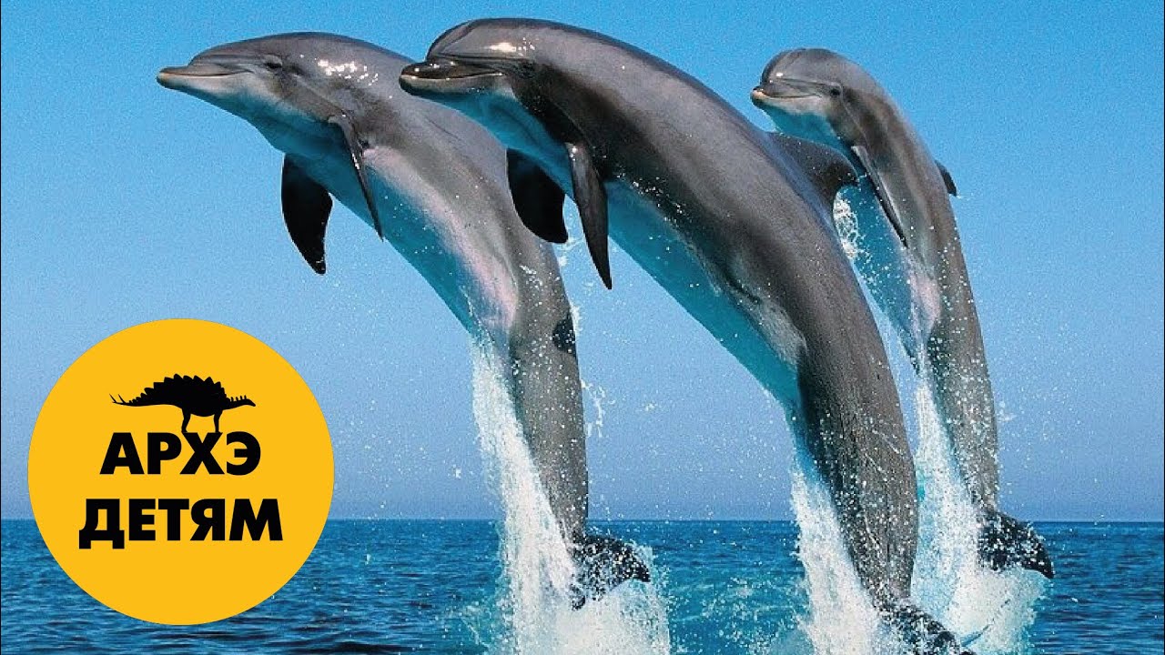 Вторичноводные — морские и речные млекопитающие | Александр Хабургаев (выпуск 42)
