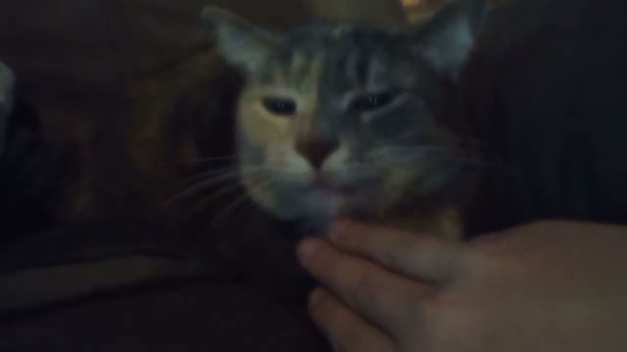 All my cats!