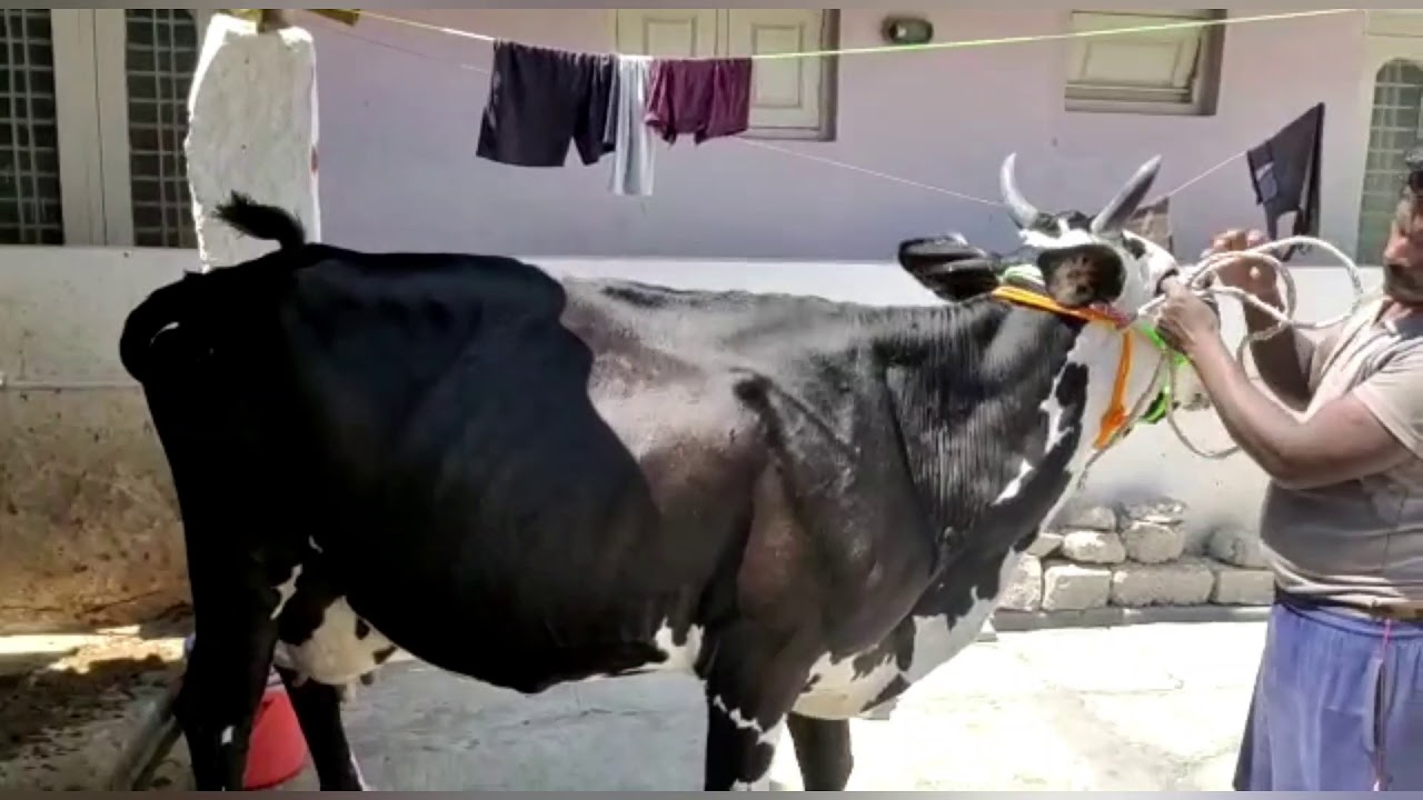 HF Cross Breed Cow For Sale. Advance Pregnancy, 18 to 25 ltrs milk per day, 3rd Lactation