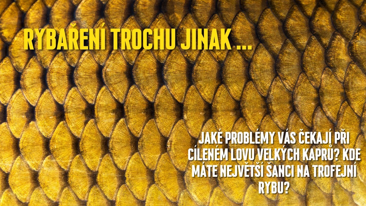 Cílený lov velkých kaprů | Jaké problémy vás čekají? | Kde s lovem velkých kaprů začít?
