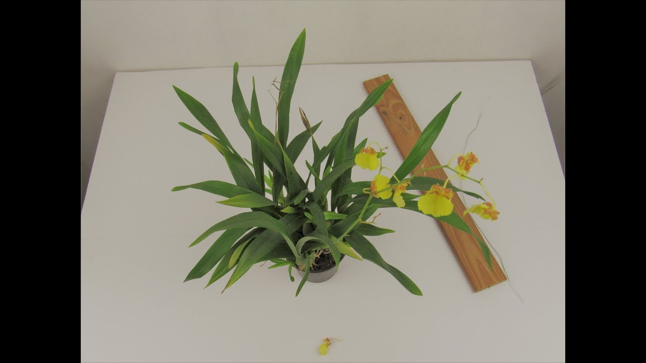 Plantando chuva de ouro no vaso