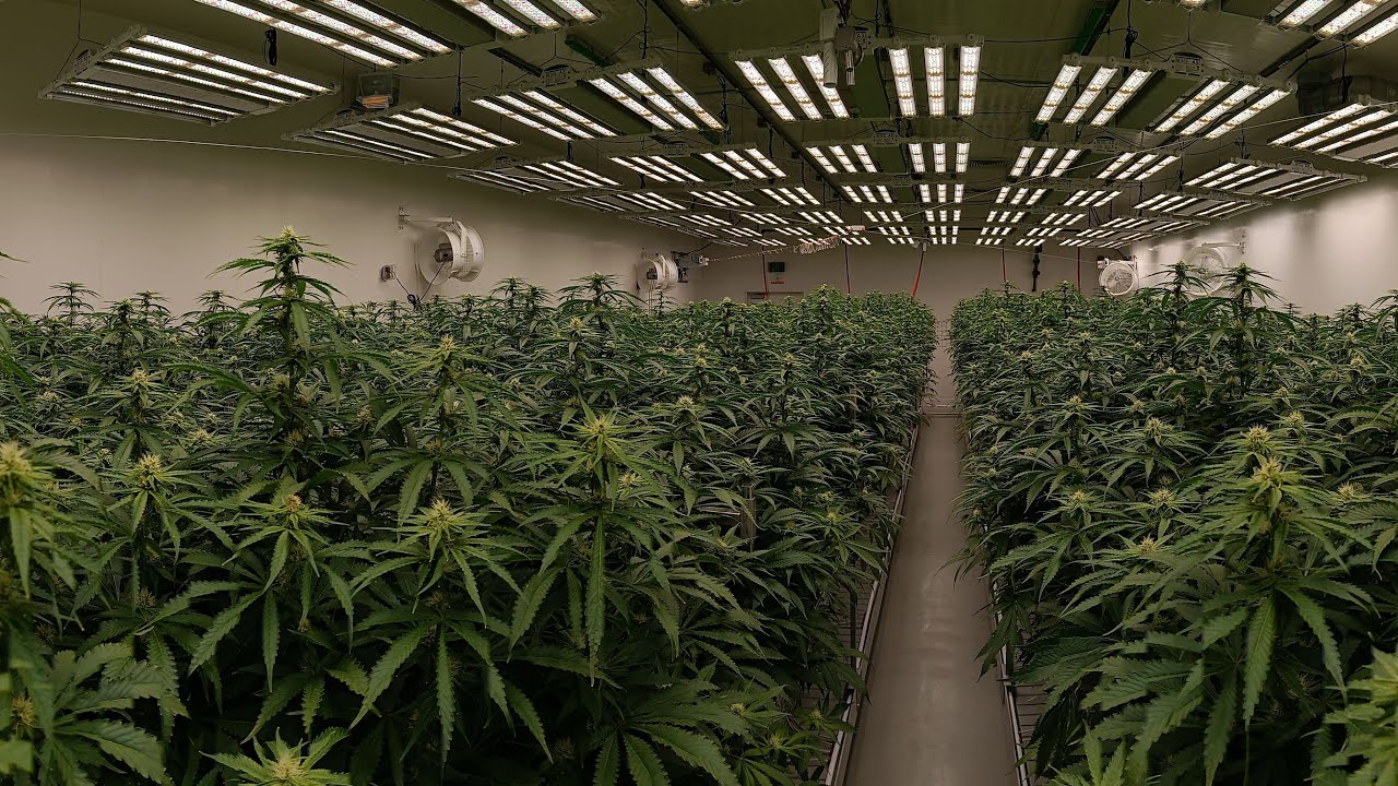 Cannabis cultivation 101 - preventative measures