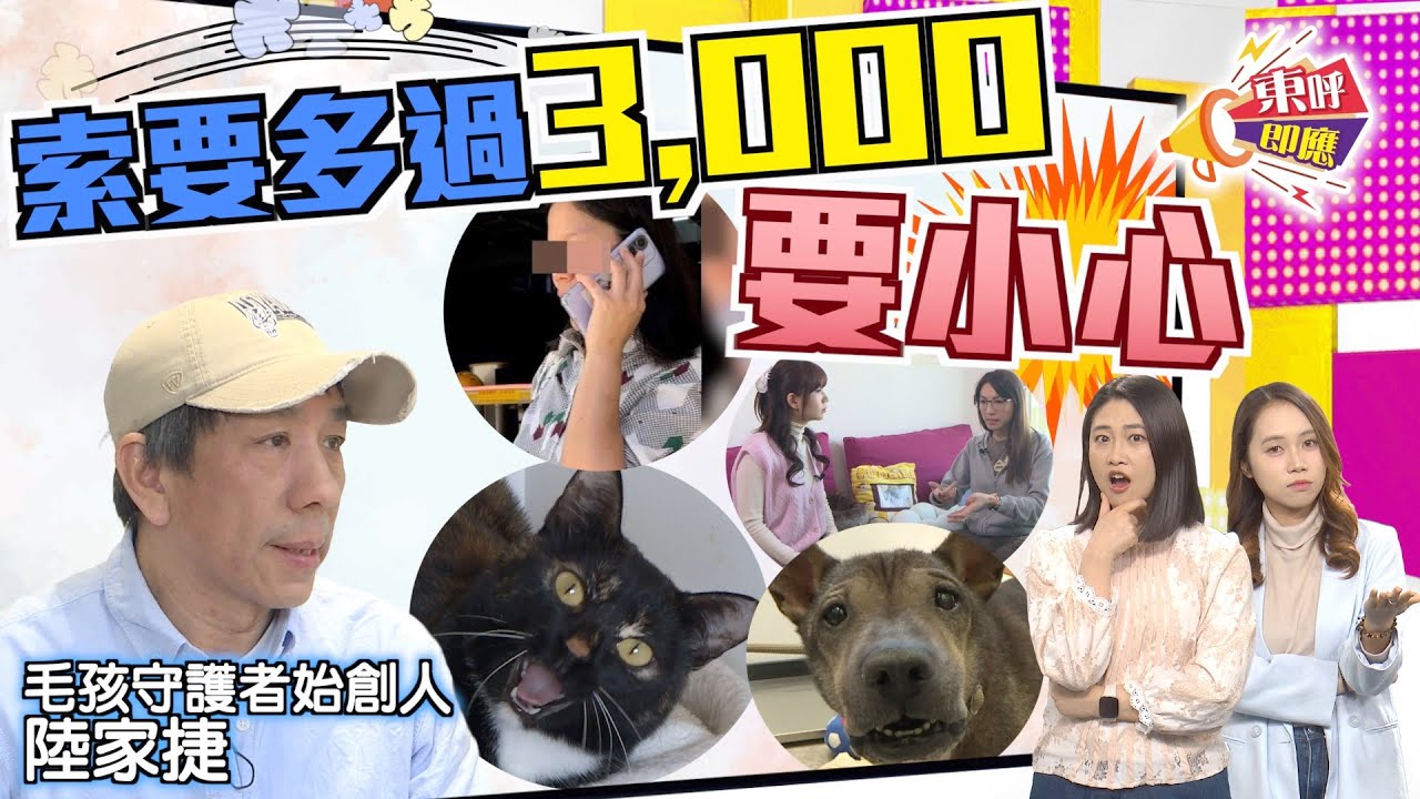 【on.cc東網】東呼即應：「貓義工」收錢郁下萬萬聲　好心收養毛孩險淪提款機？