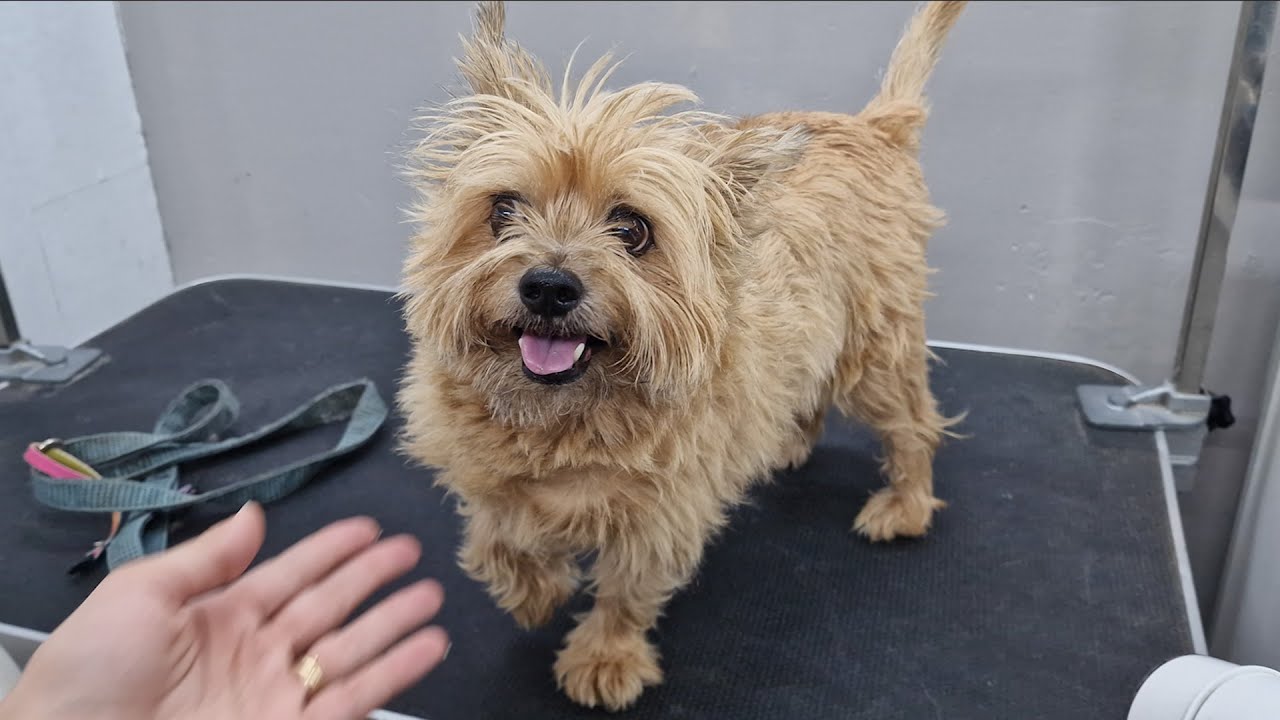 CAN I TRUST YOU ? DOG GROOMING TRANSFOMATION. 🐶❤️
