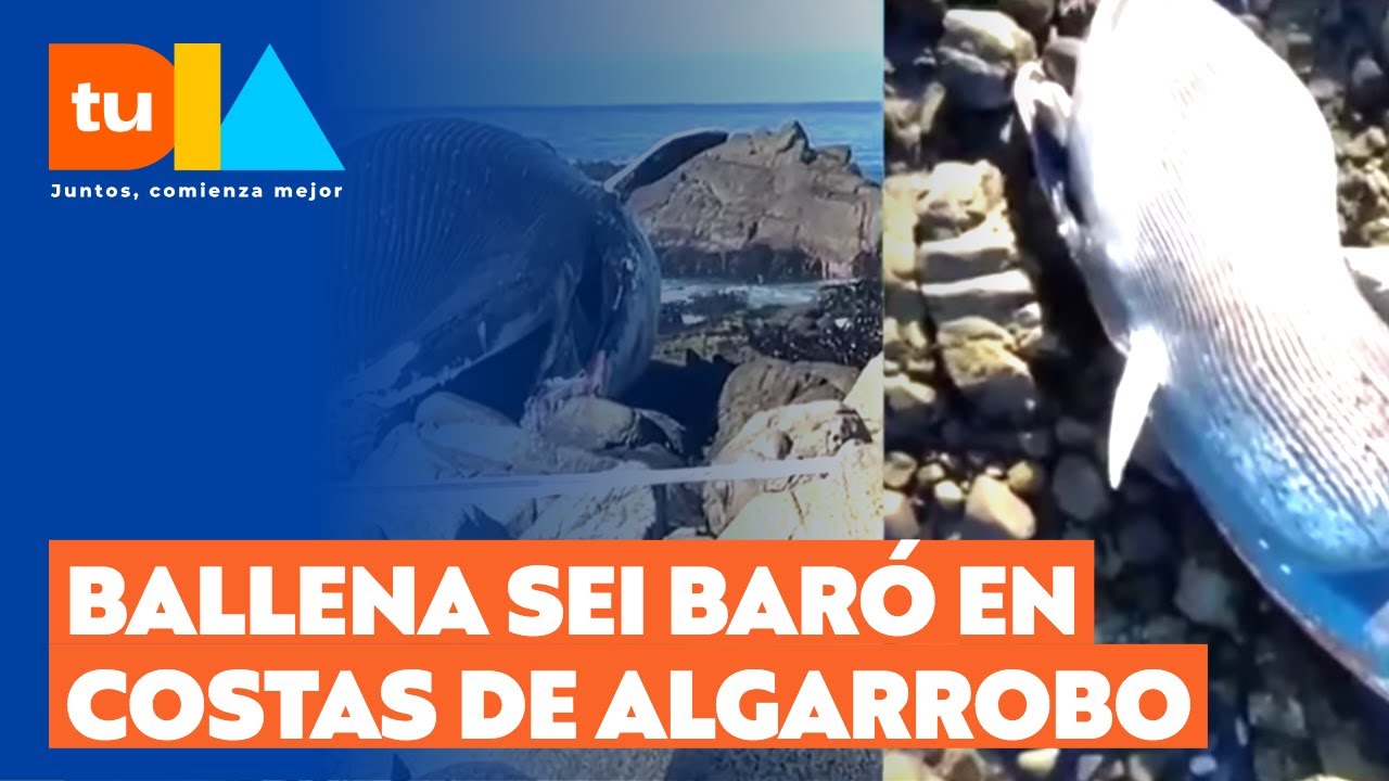 Ballena varada en Algarrobo: ¿Cuál es la causa de su muerte? | Tu Día