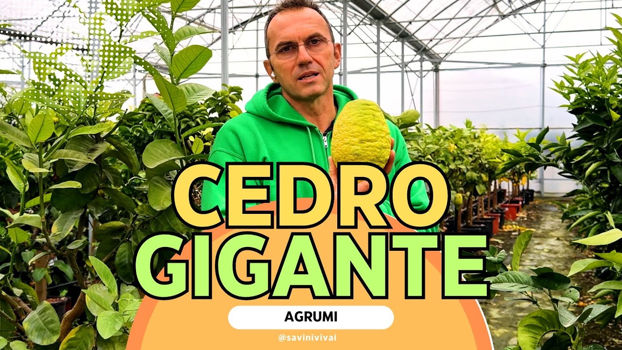Cedro Gigante (Cedro Maxima): frutti, usi in cucina e cure | Savini Vivai