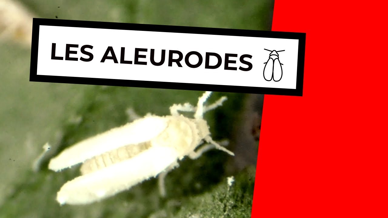ALEURODES - WHITEFLIES