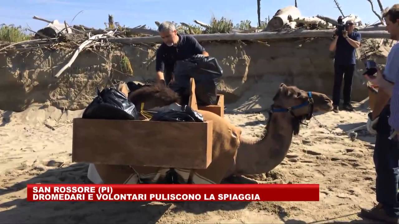 Pulizia della spiaggia di San Rossore con i dromedari - 5.10.2014