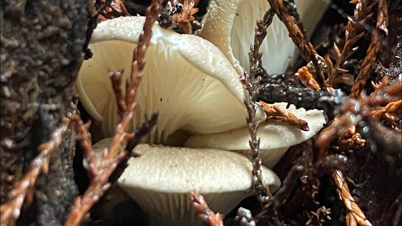 A family mushroom hunt for Oyster Mushrooms