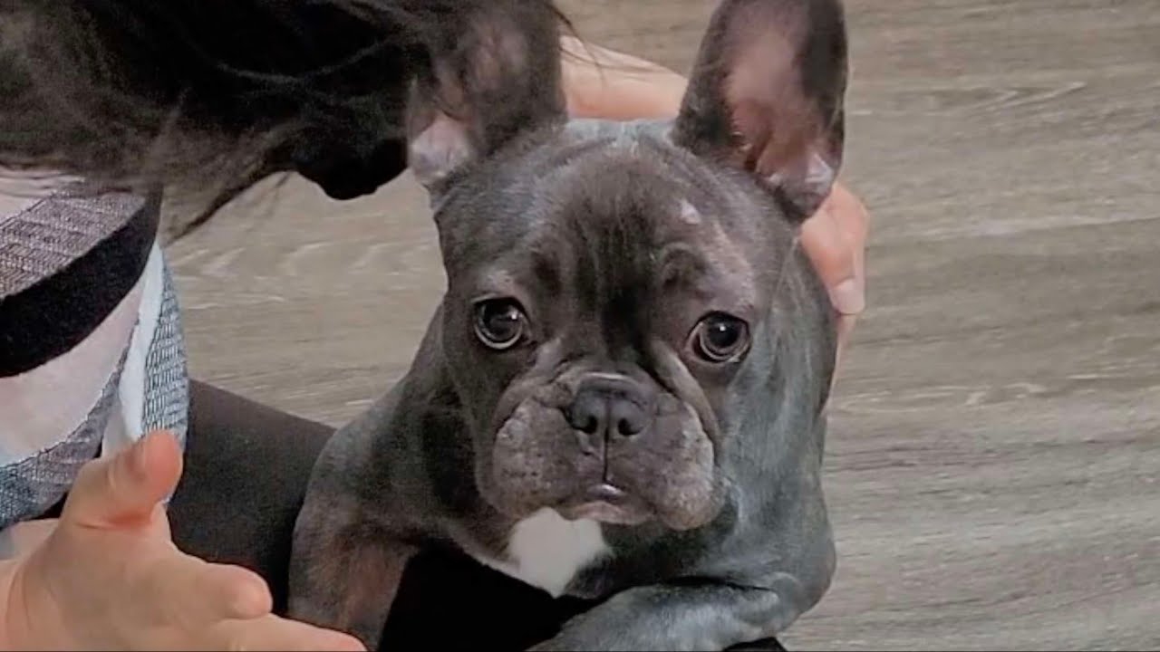 My Beautiful Frenchie - Puppy 6 to 12 months