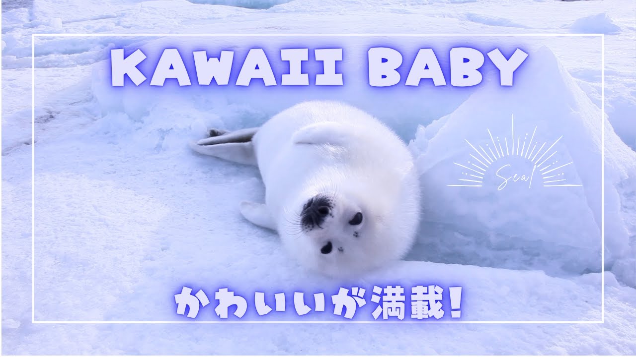 かわいいシーン満載! KAWAII BABY Pure white, Fulffy fur / ふわふわで真っ白なタテゴトアザラシの赤ちゃん