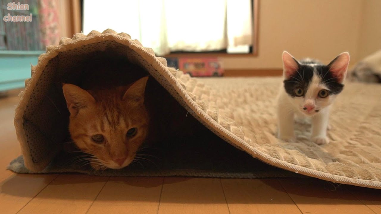 大好きな子猫のために「いないいないばあ！」で遊んであげる先住猫