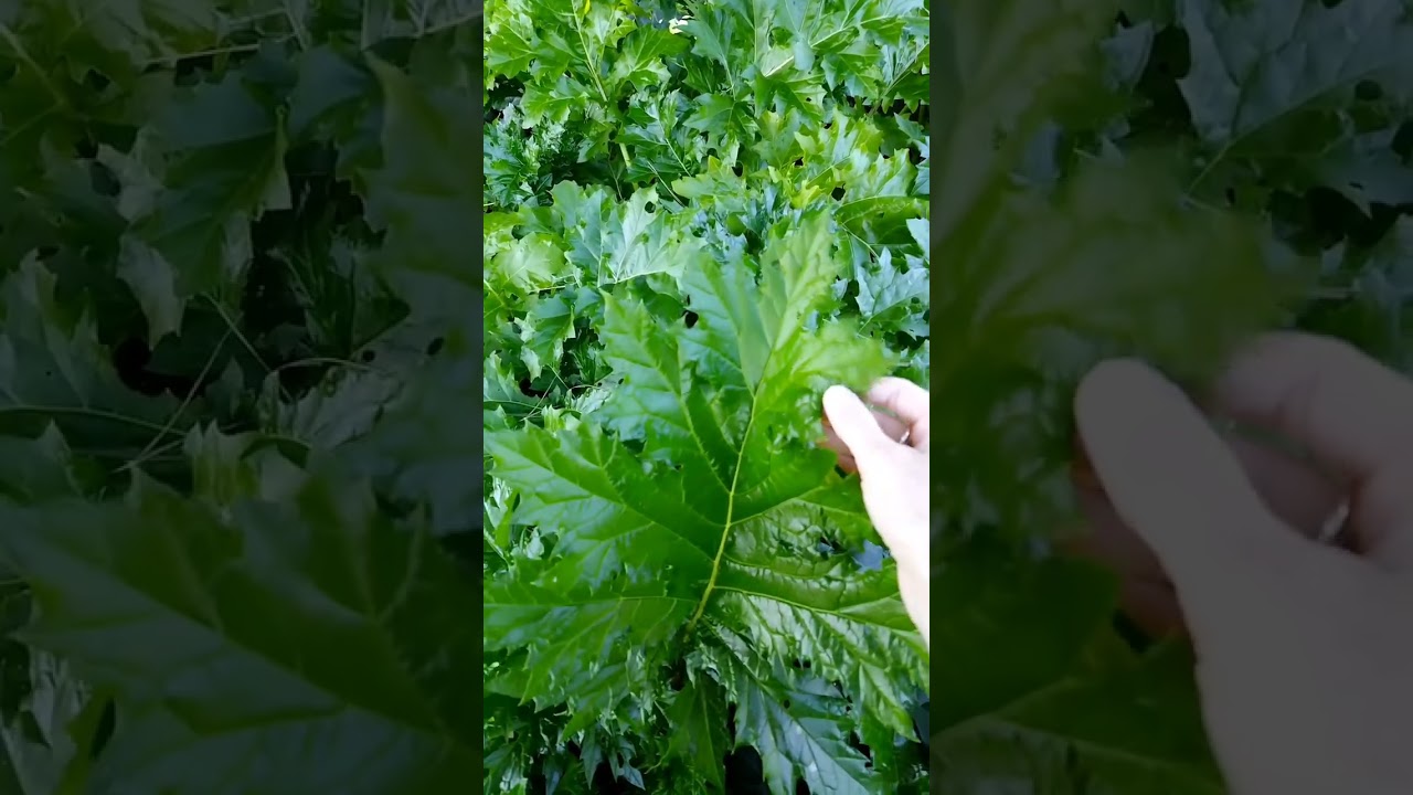 Una pianta dalla storia antica: l'acanto, Acanthus mollis, Acanthaceae #botanica #piante #giardino 