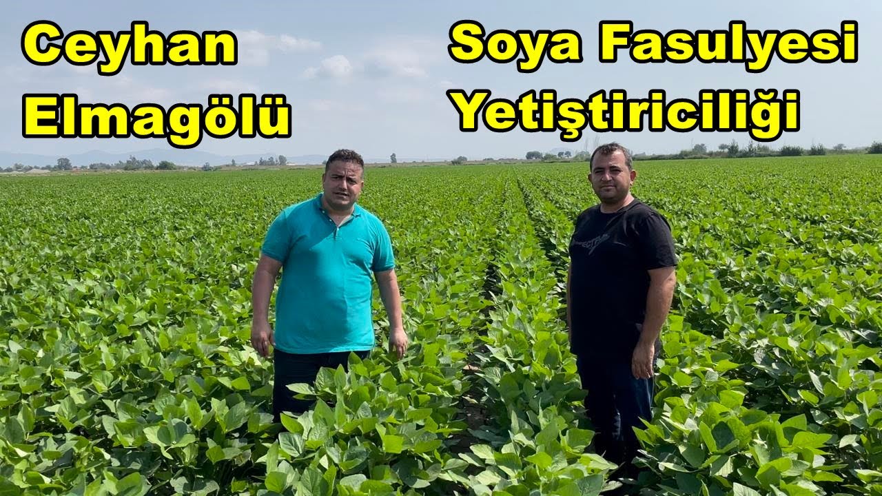 Adana Ceyhan - Soya Fasulyesi Yetiştiriciliği - Soya Gübreleme - Soya Gübresi - Çiçek Tutumu - Verim