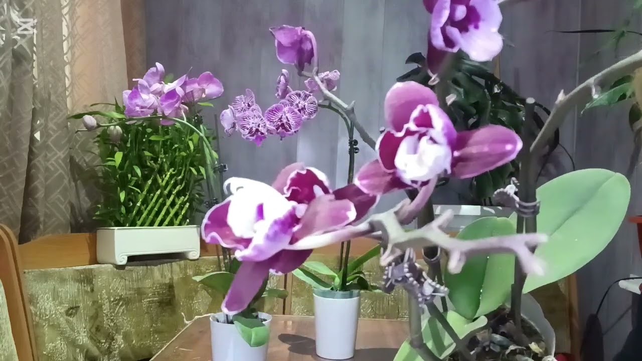 Я в шоке от этого завоза😩😩😩😩😩