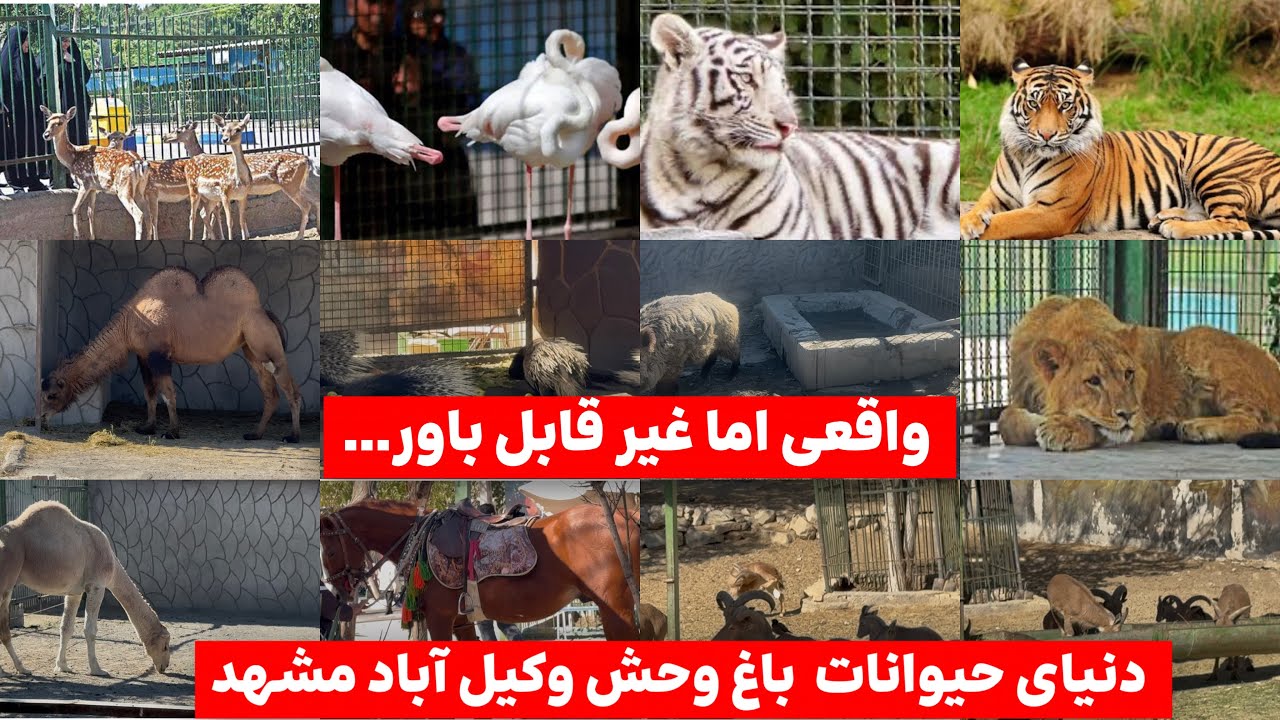 راز پشت قفس ها در باغ وحش وکیل آباد مشهد...