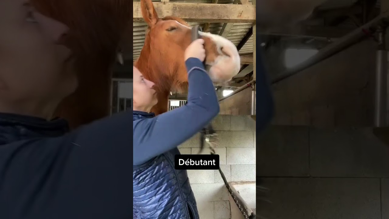 Les différents types de cavaliers🐴 Licol Edition PART. 6 #equitation #humour #cheval #cavalier