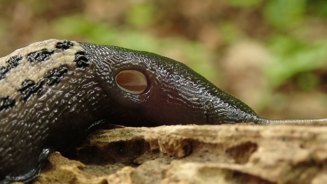 Limax cinereoniger / tum&scaron;ais kailgliemezis / ash-black slug