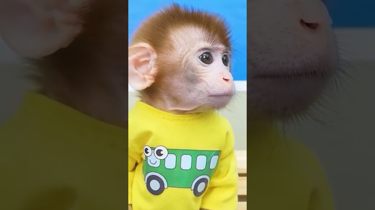 #monkey monkey #monkeybaby #animalshome