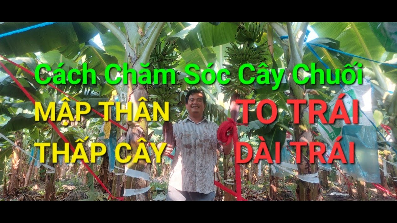 CÁCH CHĂM SÓC CÂY CHUỐI MẬP CÂY LÙN CÂY TO TRÁI