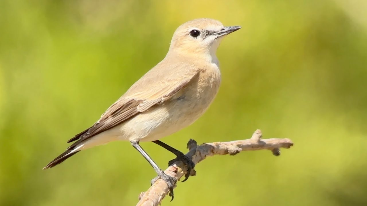Traquet Isabelle, isabelline Wheatear, Oenanthe bottae, Oman, Novembre 2025