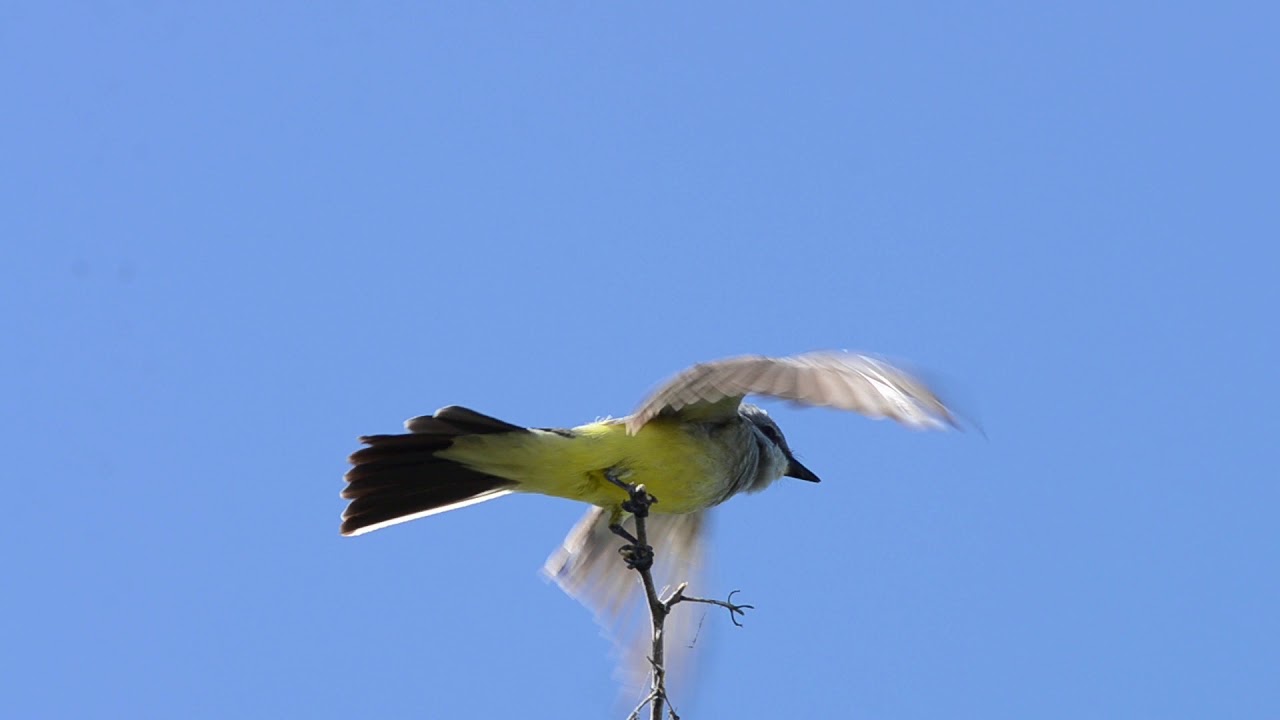Western Kingbird Singing