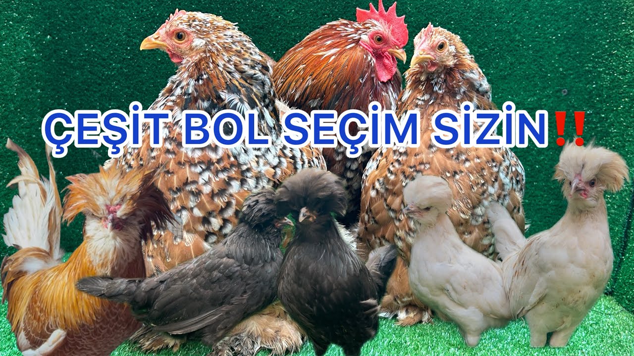 MAVİ YUMURTACI AMERAUCANA -FİZAN -CÜCE KOŞİN -İSPENÇ RENGARENK SÜS TAVUKLARINI SİZLERE SUNUYORUM 👌‼️