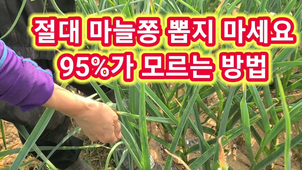 마늘쫑 절대 뽑지마세요 95%가 모르는 이유~  마늘쫑 뽑는방법,  마늘농사,재배방법,키우기,주말농장 텃밭