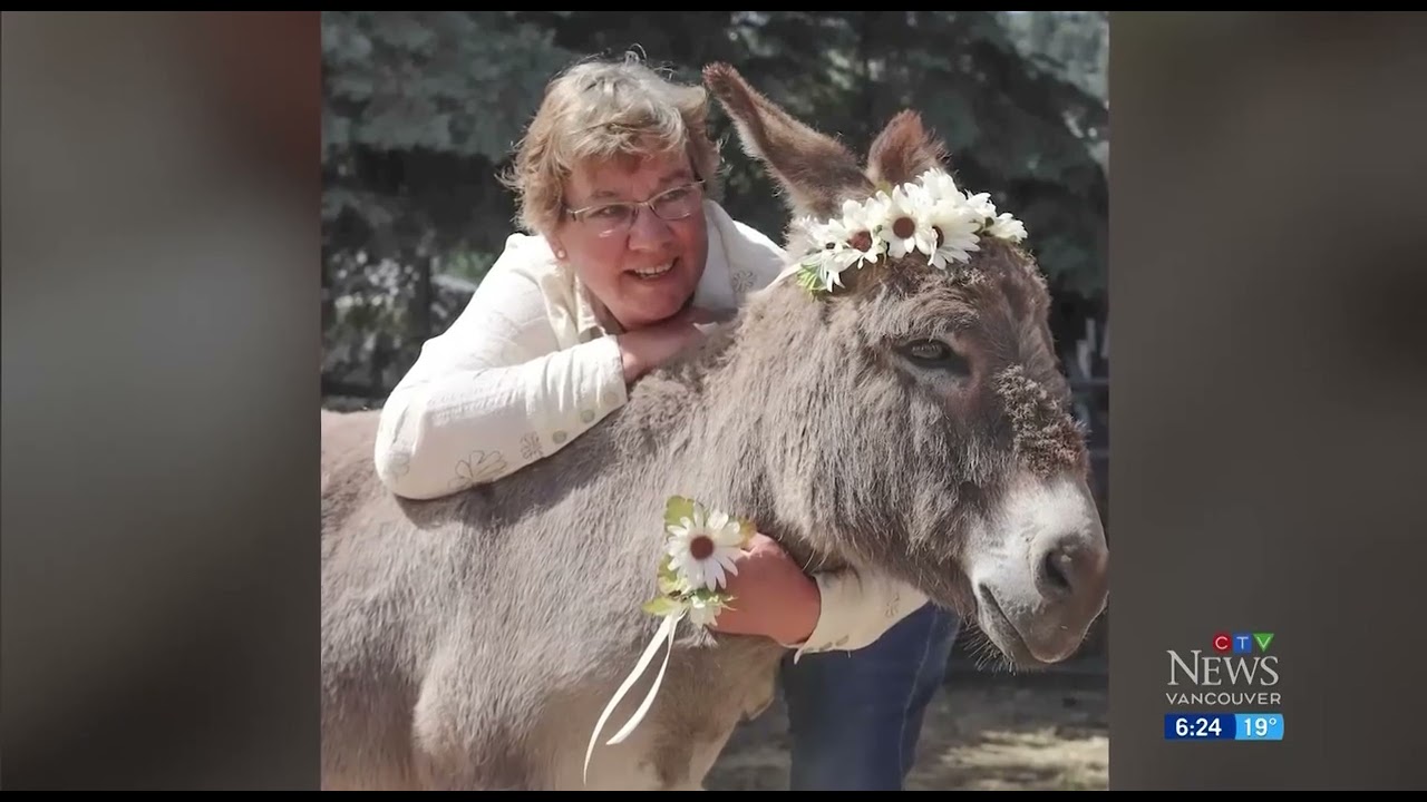 Woman suggests donkey mayor for B.C. town