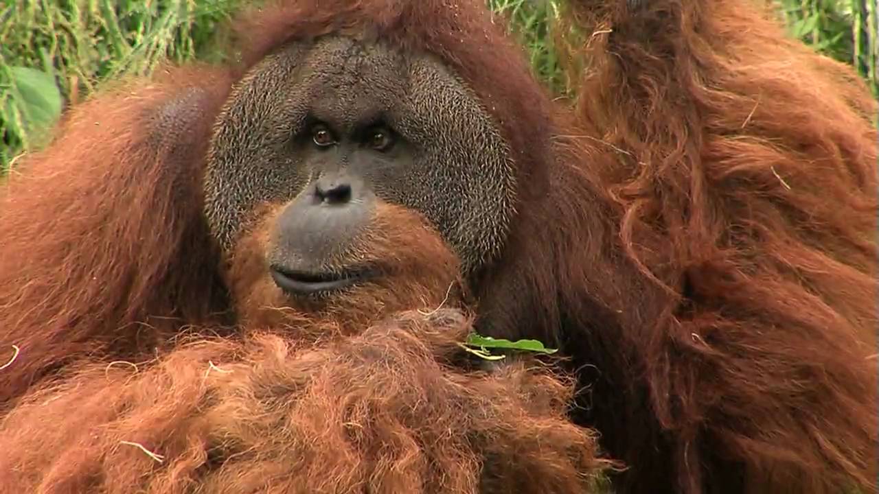 Butch the Orangutan-Cincinnati Zoo