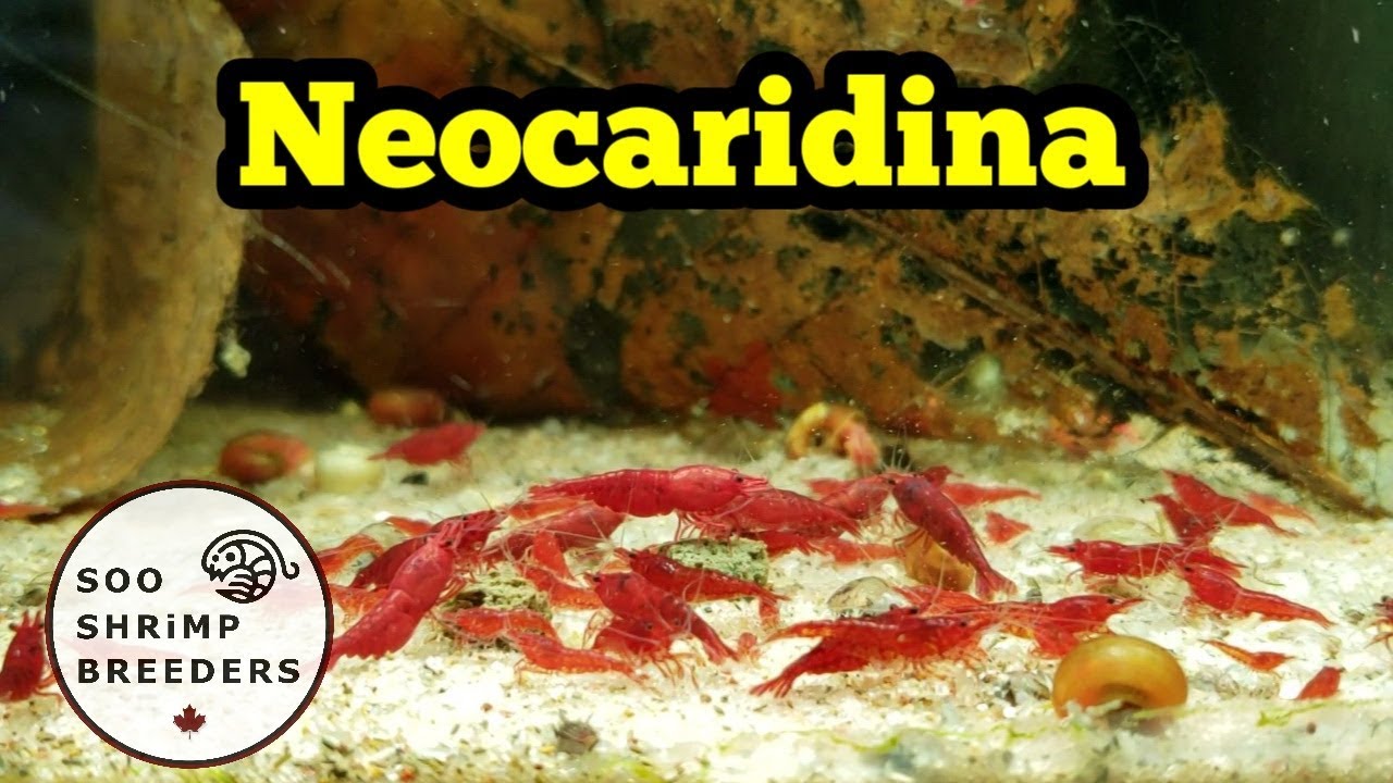 Breeding Bloody Mary