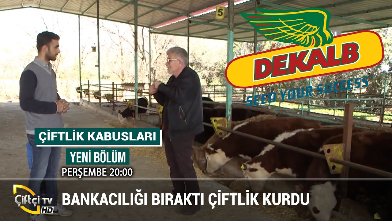 Bankacılığı Bıraktı Çiftlik Kurdu - ÇİFTLİK KABUSLARI #büyükbaş #hayvancılık #besici