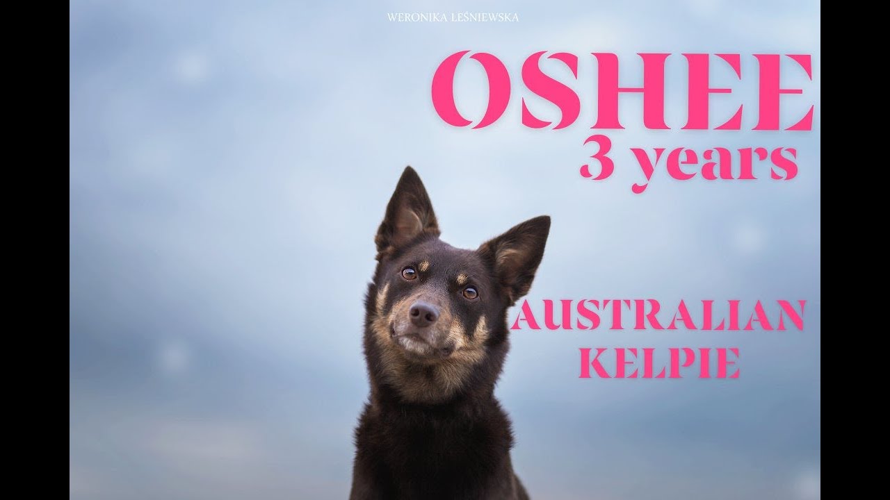 ※ Oshee ~ Australian Kelpie ※