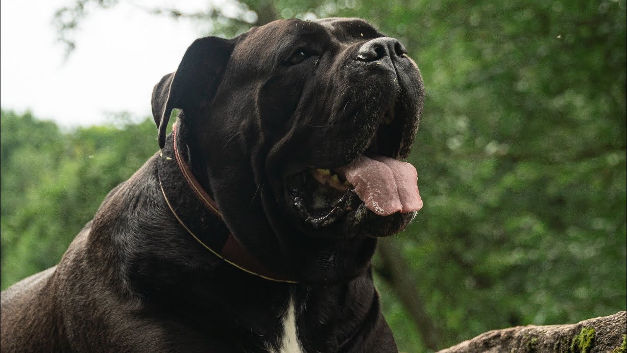 Cane Corso dog Monday nap