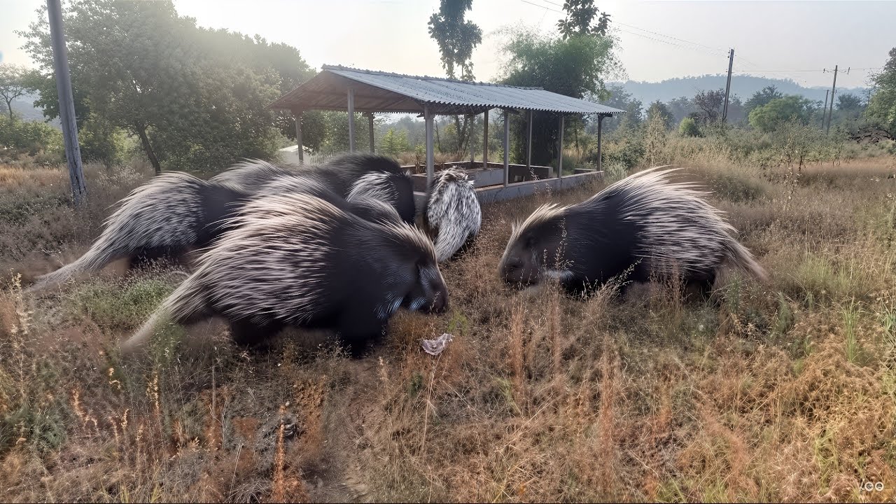 A herd of porcupines is coming into the village from the forest. They are coming after me.🐨🐺🤭