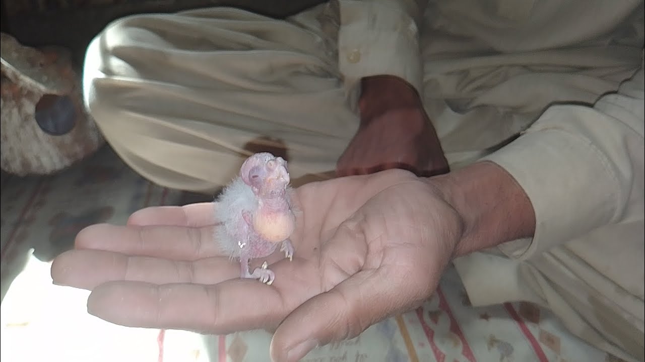 Parrot baby ki khurak sahi hai ya