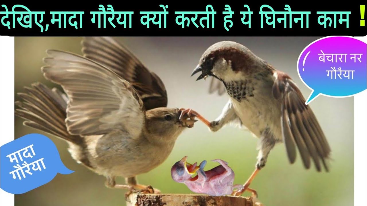 आखिर मादा गौरैया  क्यों  करती है  ऐसा  घिनौना काम । Jealous Sparrow