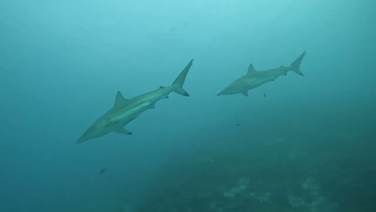 Maldives 2026 - Cinquième plongée