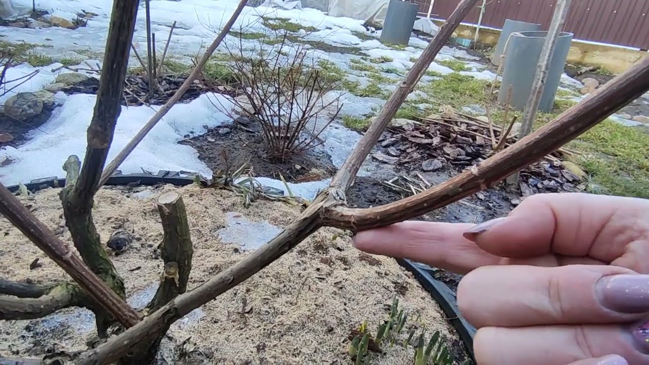 Обрезаю Ваниллу Фрейз